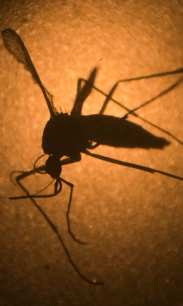 IOC sends medical advice on Zika virus; 'confident' Olympics will be safe